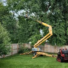 Professional Tree Removal in South San Gabriel, CA